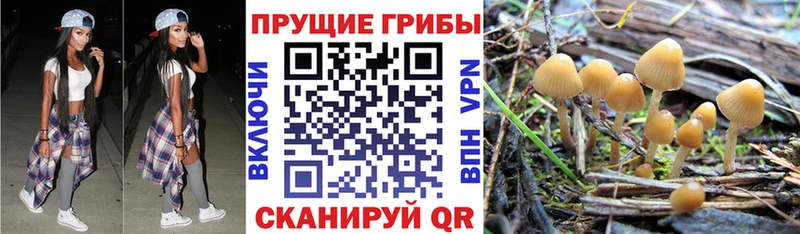 МЕГА зеркало  Духовщина  Галлюциногенные грибы Psilocybe 
