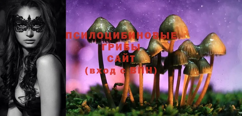 Псилоцибиновые грибы GOLDEN TEACHER  Духовщина 